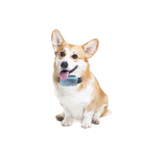 寵物定位器|讓你的毛孩子不再走丟